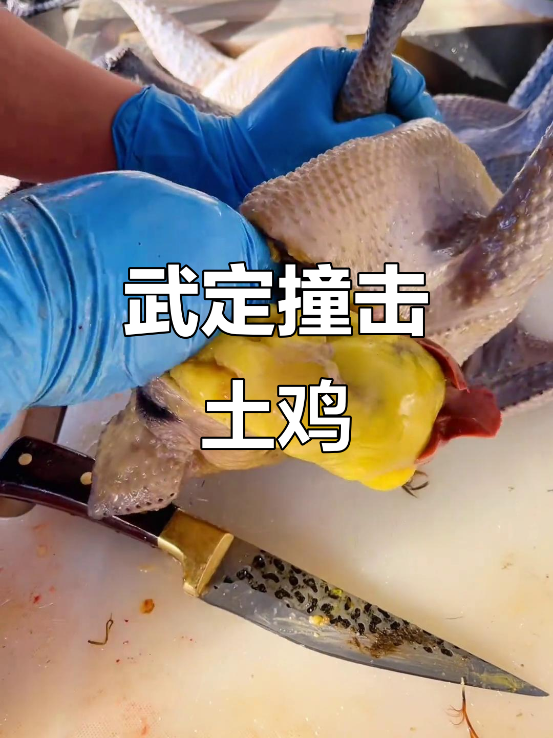 武定壮鸡:散养土鸡的独特风味,七八只珍贵美味