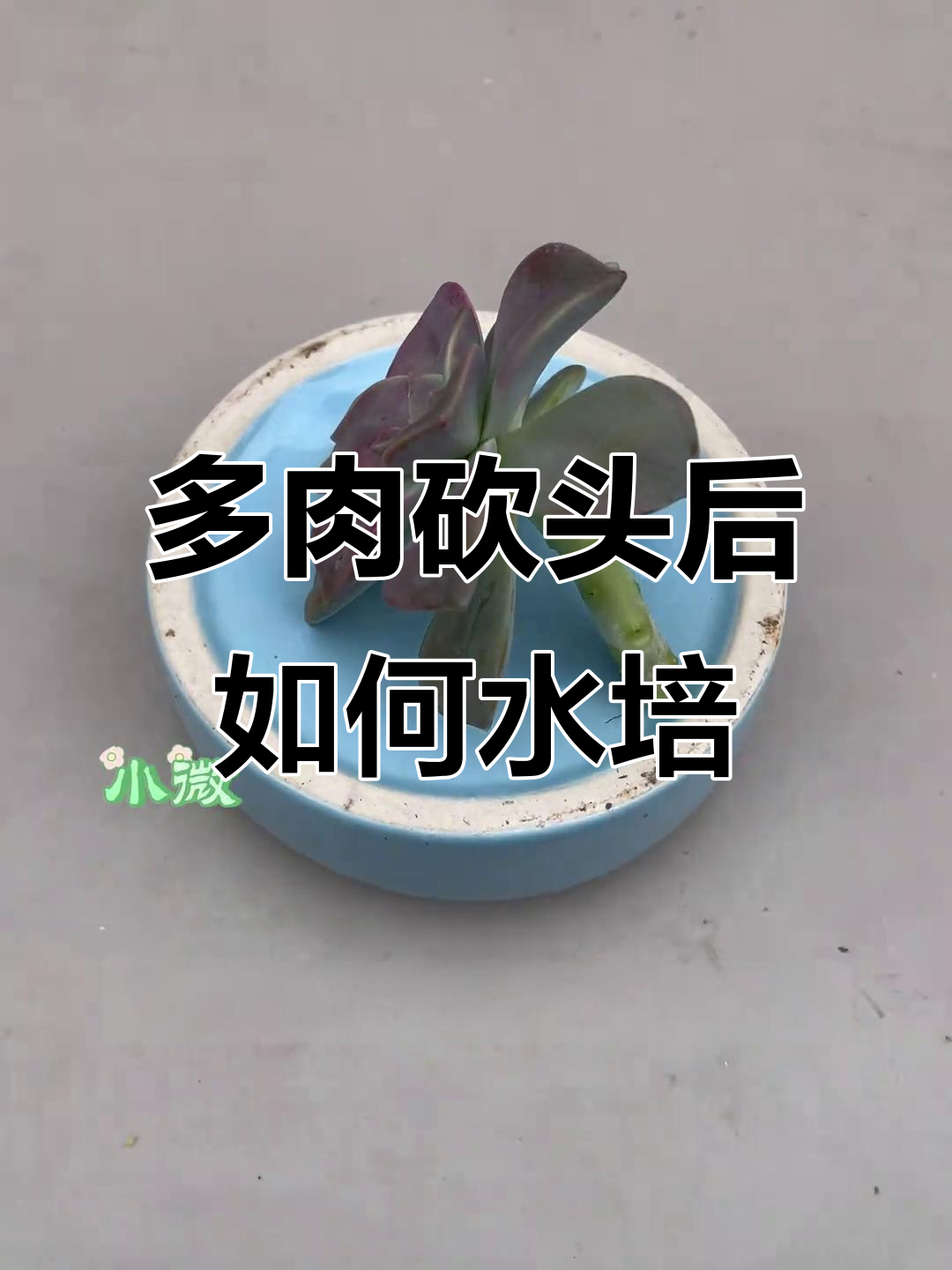 多肉砍头后别急扔,简单水培让它重生