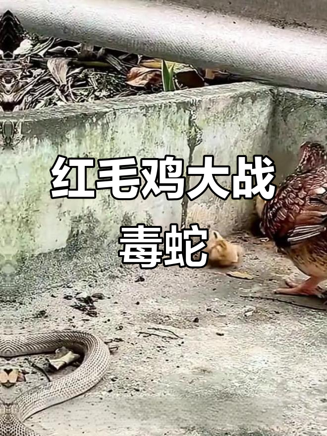 红毛鸡勇斗眼镜蛇，母鸡护崽险象环生