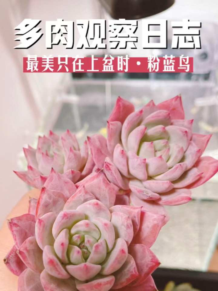多肉观察日记|最美只在上盆时的粉蓝鸟