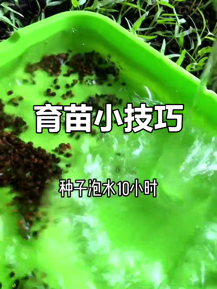 空心菜十天未出苗?试试我的育苗法,省时又高效!