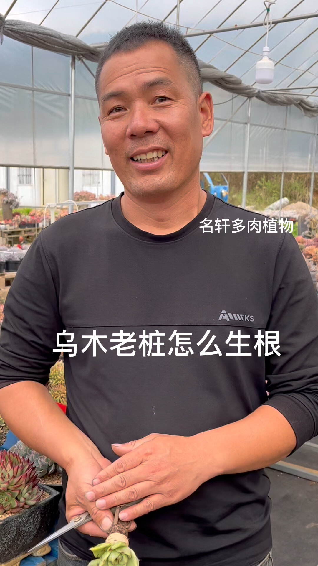 多肉植物老桩乌木快速生根