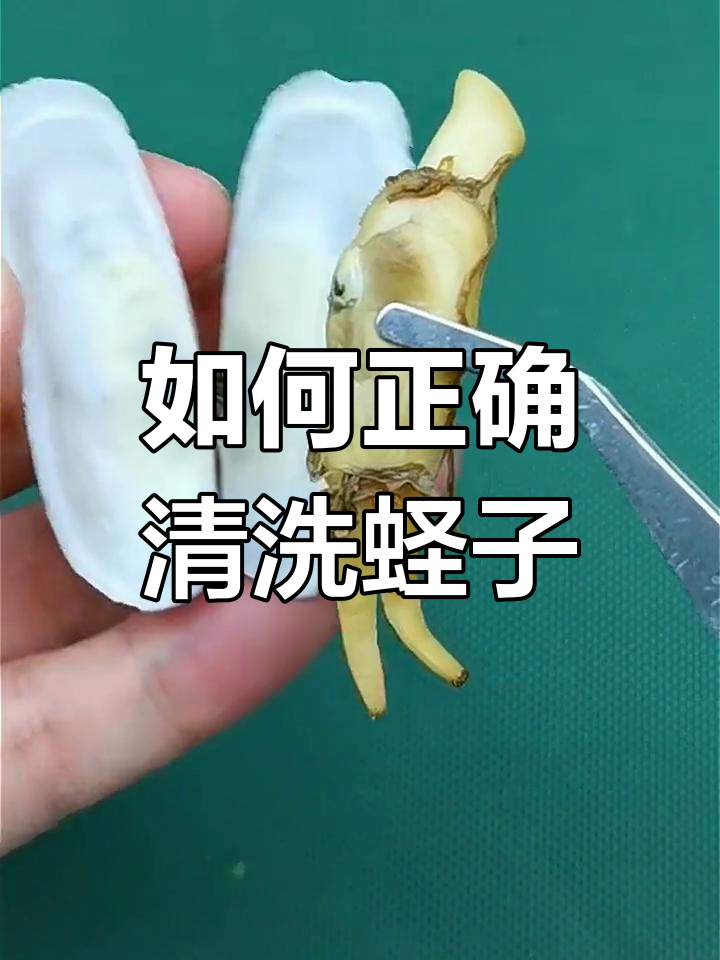 蛏子怎么吃最干净?教你一步步去壳和清理内脏
