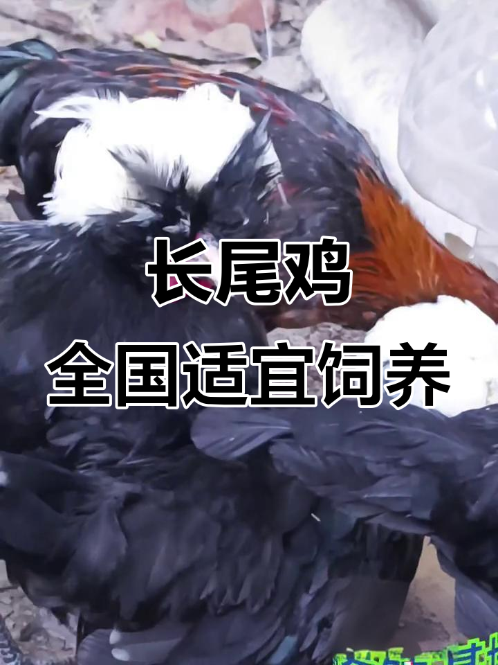 婆罗门长尾鸡,适合全国各地养殖,农村创业新选择