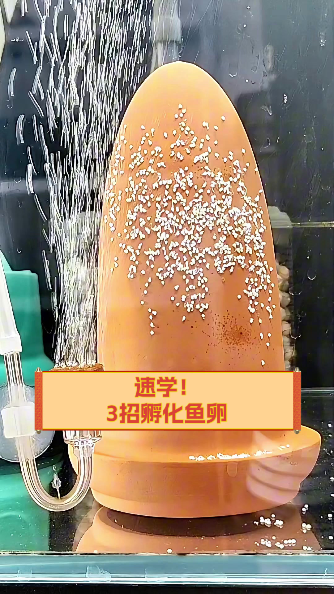 速学!3招孵化鱼卵