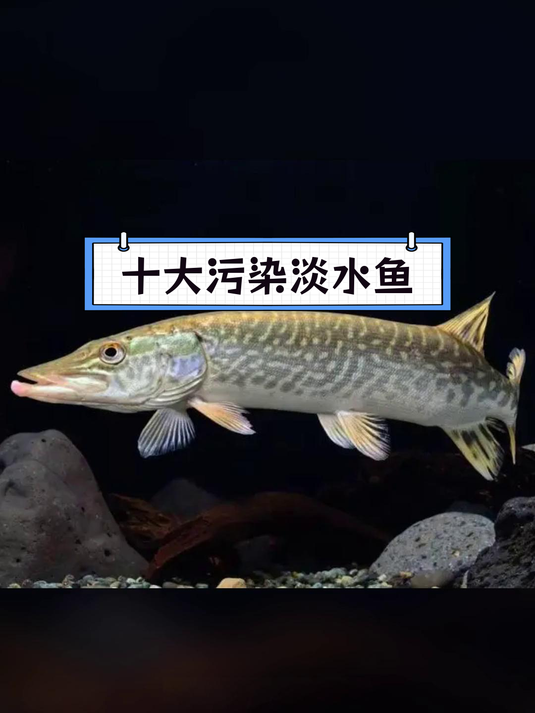 中国十大最脏淡水鱼排名