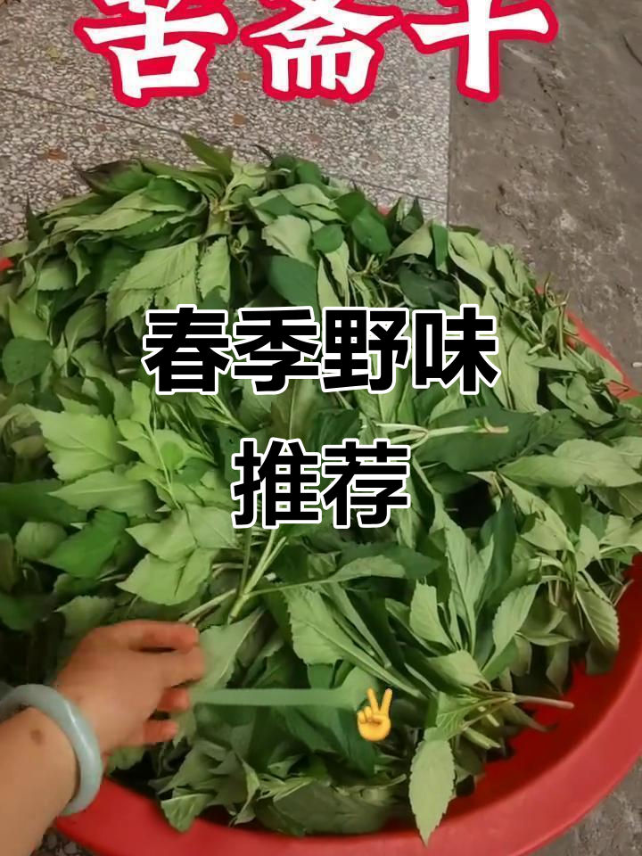 春日尝鲜,苦婆菜清炒凉拌,微苦回甘,药食两用