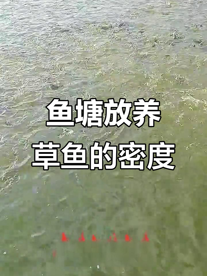 一亩鱼塘能养多少草鱼?三种养殖模式揭秘