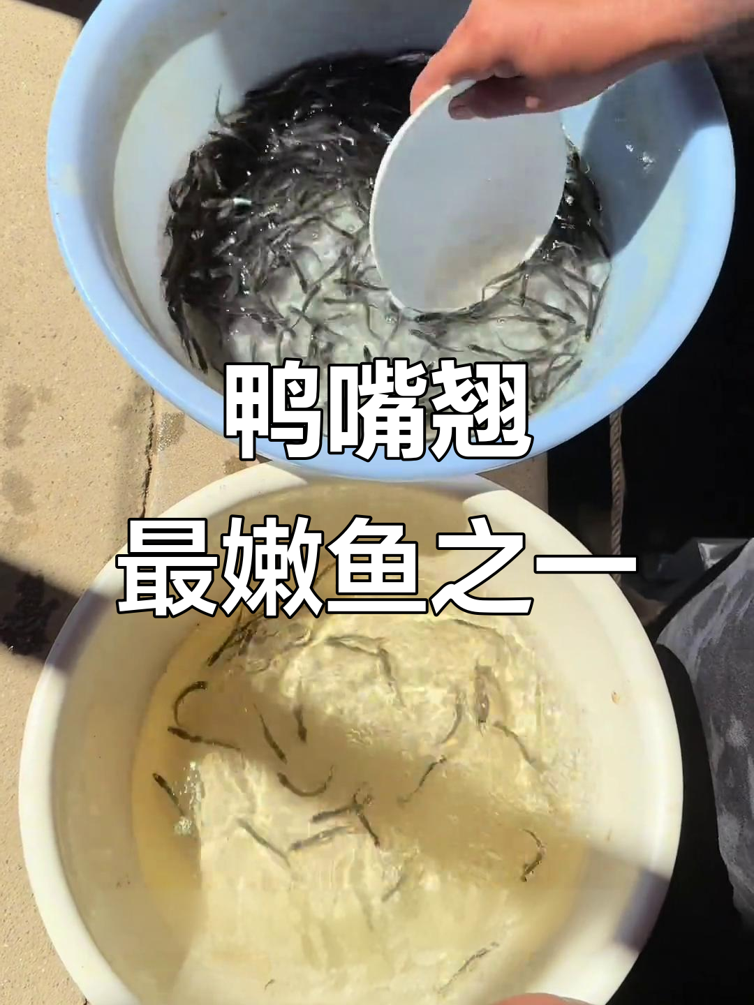 鸭嘴翘:湘江流域的神秘美味,能否成为淡水黑马?