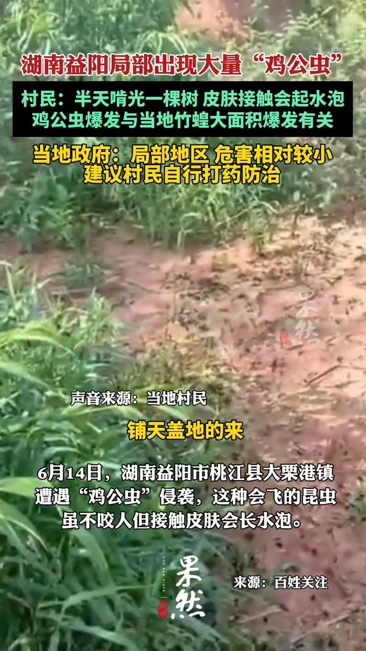 湖南局部出现大量鸡公虫 村民:半天啃光一棵树 皮肤接触起水泡