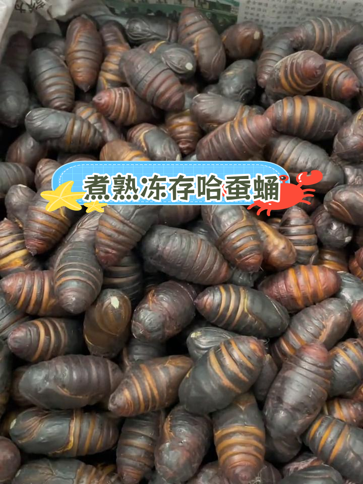 哈蚕蛹冷冻保存技巧