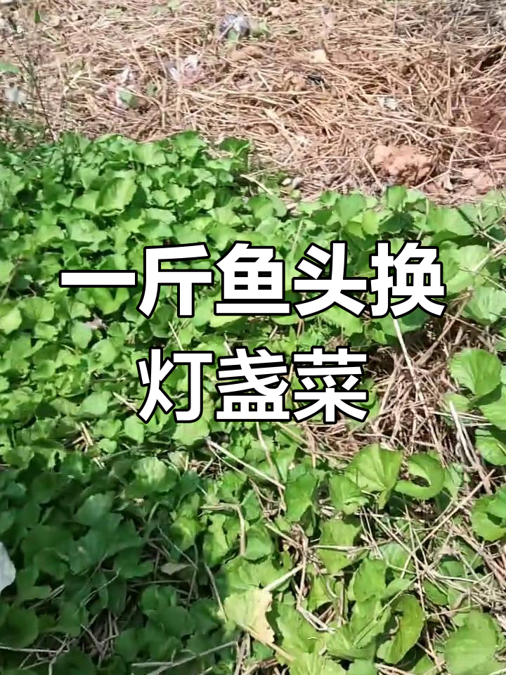 野生灯盏菜等你换,鱼头一斤换蔬菜超值交易