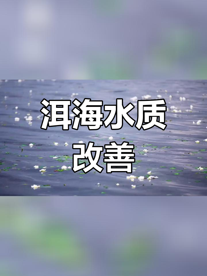 洱海生态恢复与海菜花的重生
