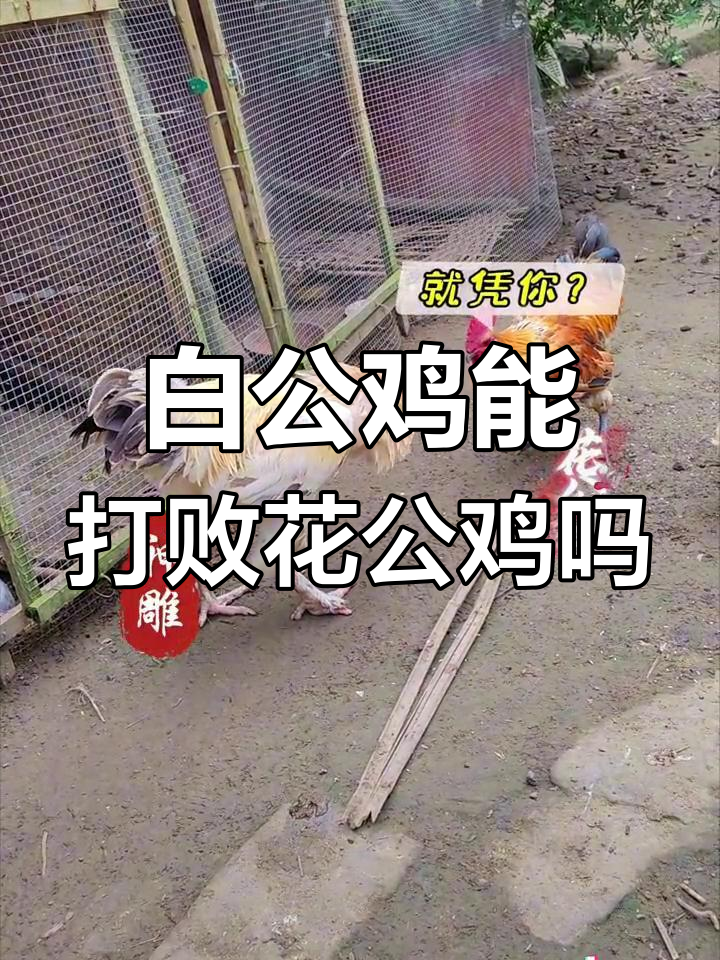 高大白公鸡挑战花公鸡,谁能胜出?
