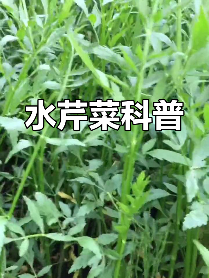野生水芹与毒芹的区别