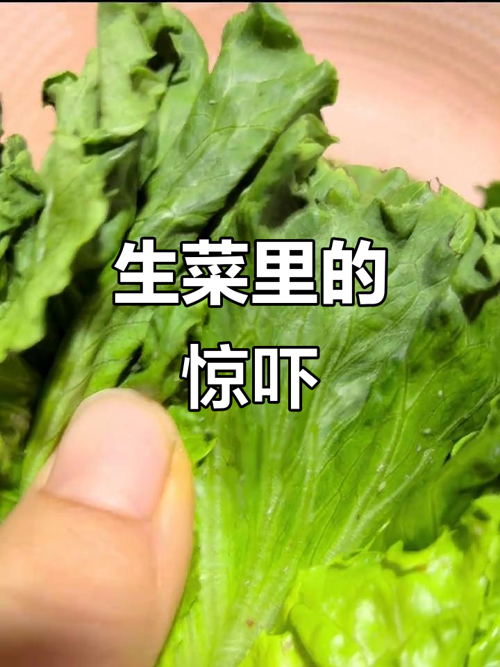 洗生菜时发现虫子,真是让人倒胃口!
