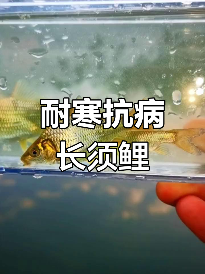 长须鲤:适应性强,生长迅速的观赏鱼