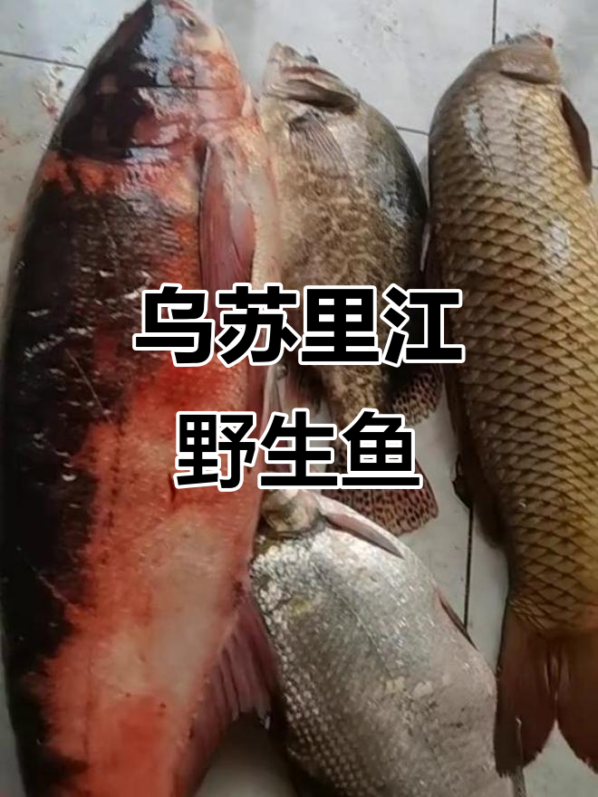 乌苏里江野生鱼大揭秘:珍稀红花莲与黄金鲤鱼的完美呈现