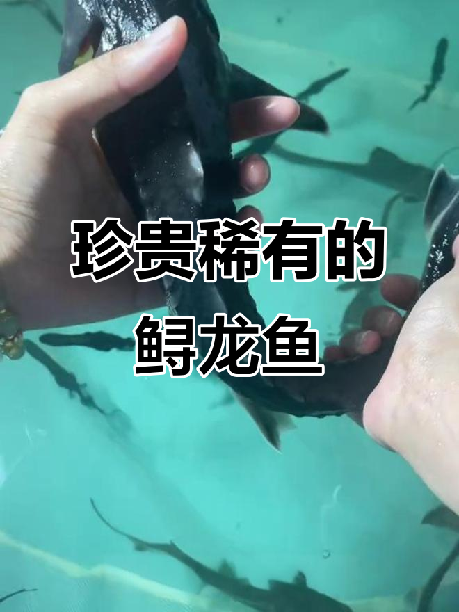鲟龙鱼:威武霸气淡水冷水鱼类,营养丰富又稀有