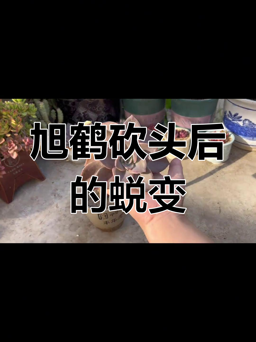 多肉砍头后一年变化,从单头变多头的惊人成长