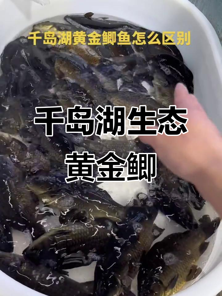 千岛湖黄金鲫与普通鲫鱼的区别，背部黑色拿起来金黄