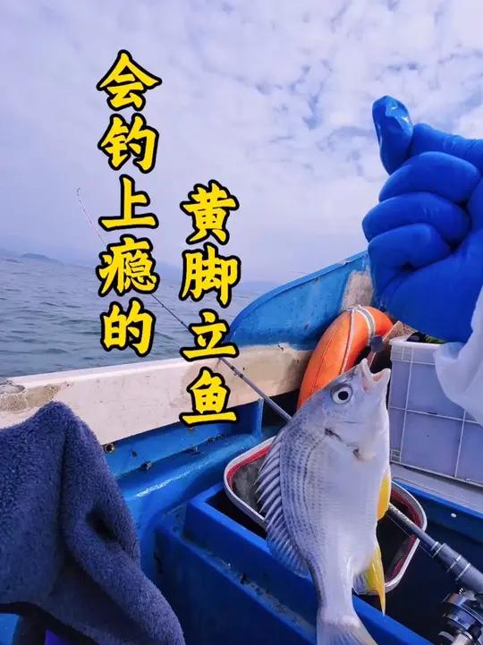 会钓上瘾的鱼-黄脚立 第236期｜海钓猫总夫妇「惠东海钓」会钓上瘾的鱼-黄脚立
