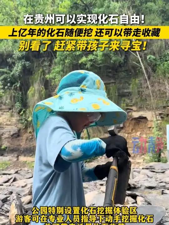 在贵州可以实现化石自由!上亿年的化石随便挖 还可以带走收藏
