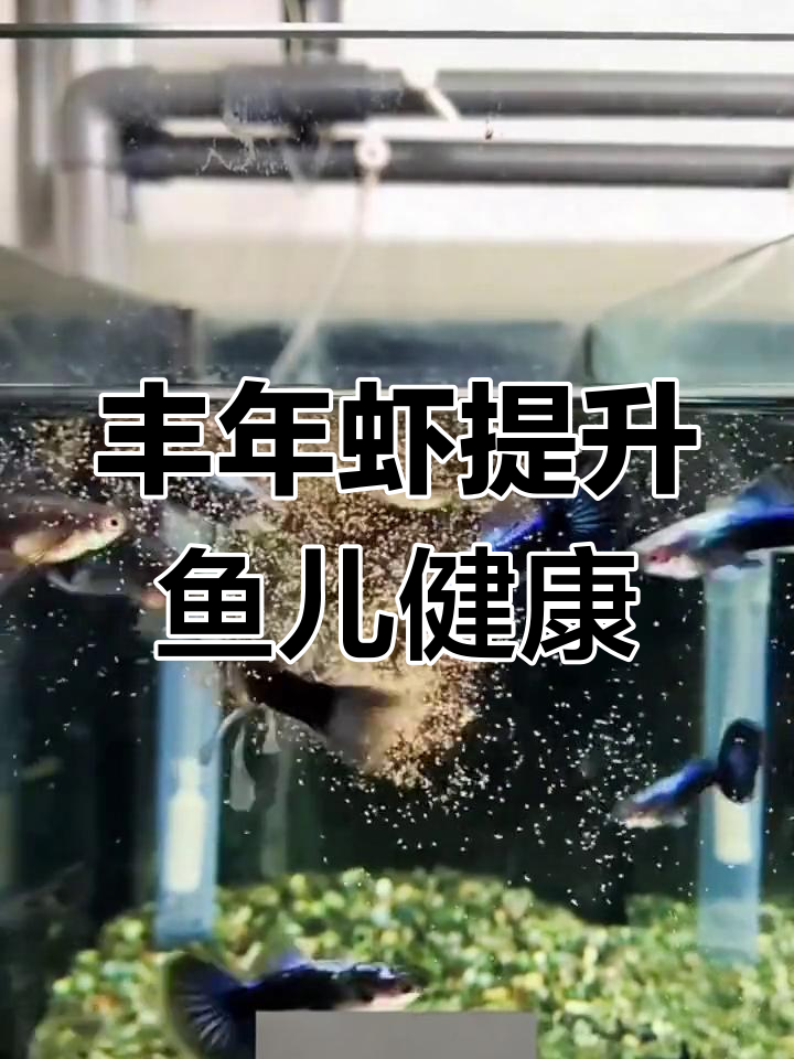 丰年虾喂食对观赏鱼的好处