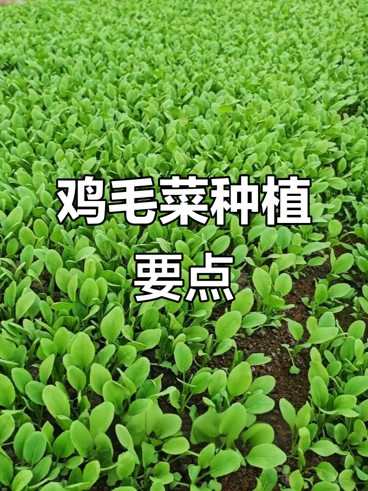 鸡毛菜前期管理全攻略,掌握这些技巧才能高产