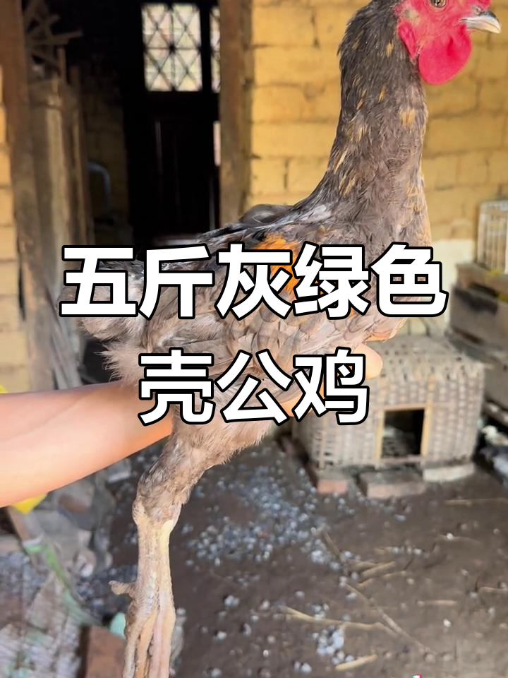 灰色绿壳公鸡,大骨架五斤重,美丽又独特