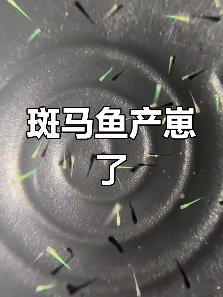 斑马鱼宝宝诞生,成长过程揭秘