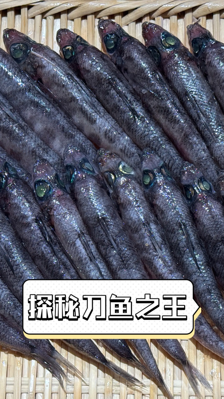 探秘刀鱼之王