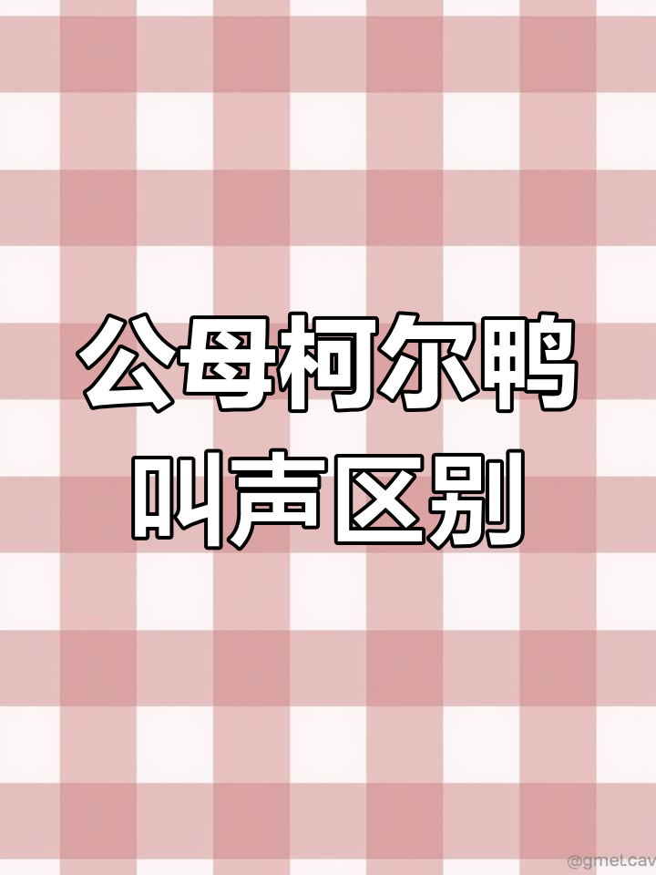柯尔鸭公母叫声大不同,轻松分辨性别