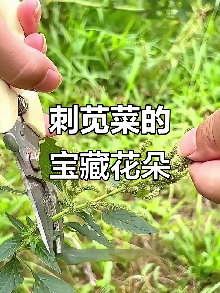野苋菜花朵的秘密，你了解吗？