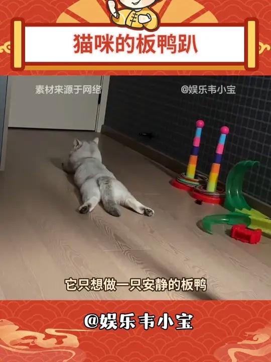 谁家的猫咪会板鸭趴呀
