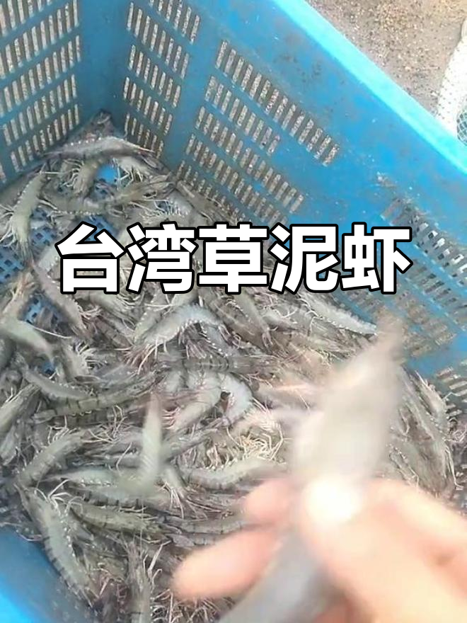 草虾的别称与产地