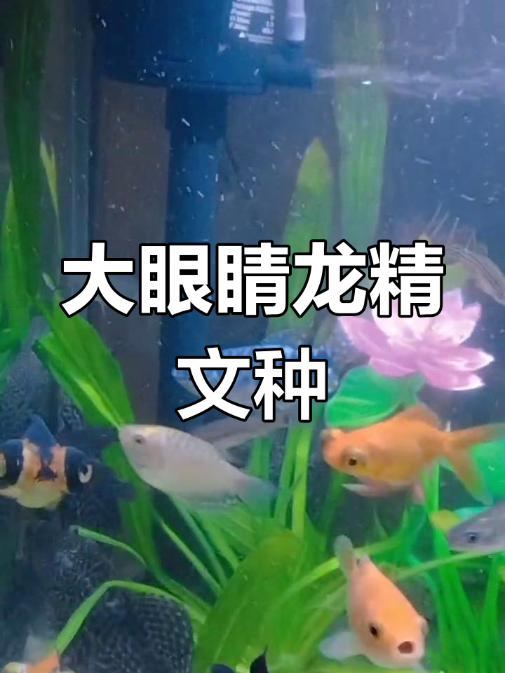 龙睛金鱼:大眼萌宠