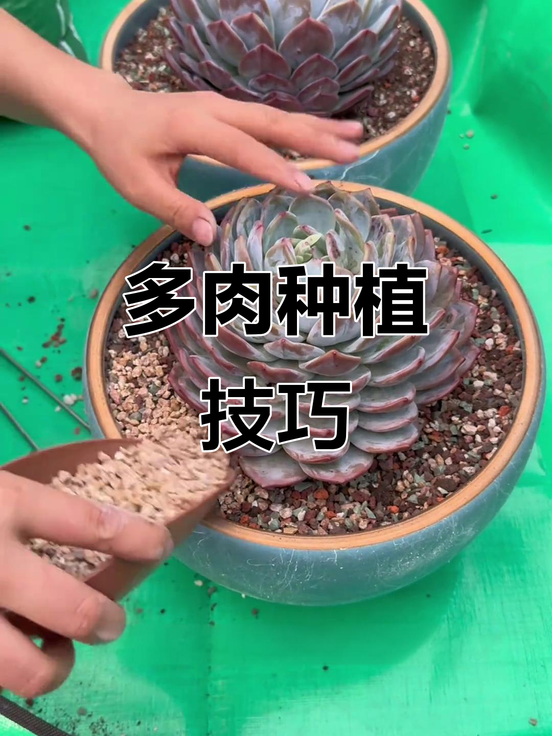 网购多肉植物如何种植?从脱土修根到上盆全攻略