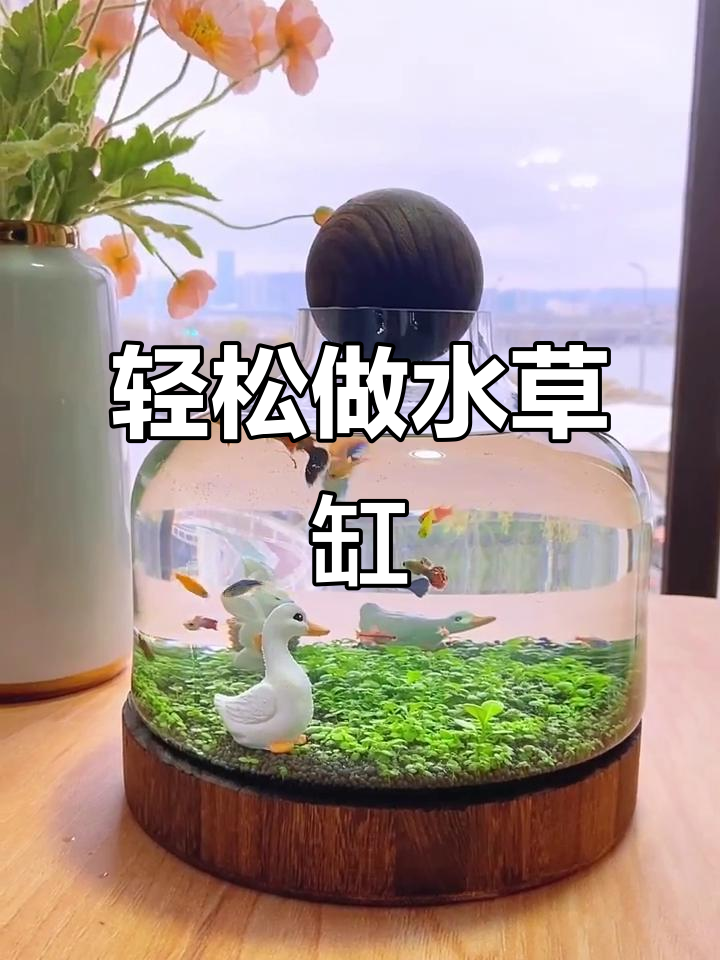 水草缸微景观制作:从种子到小鱼,一步步教你打造治愈系水族世界