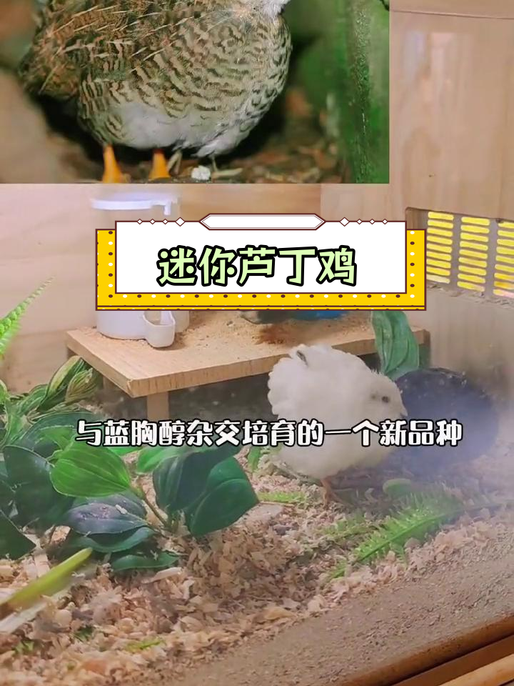 世界最小鸡种:芦丁鸡的奇妙之处