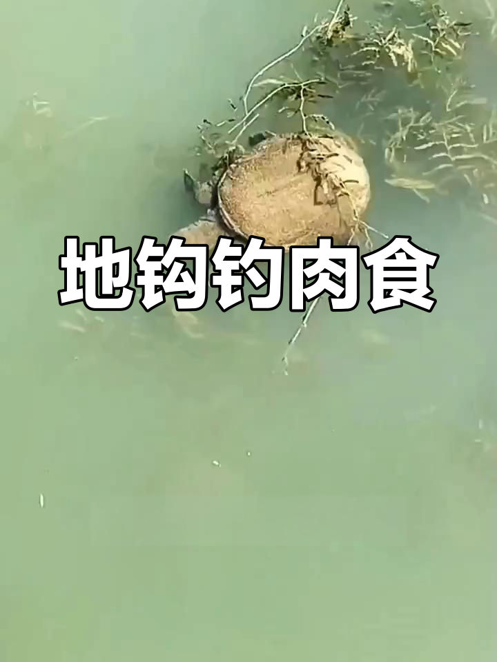 钓鱼前先试试地钩,惊喜连连!甲鱼、鲶鱼轻松上钩