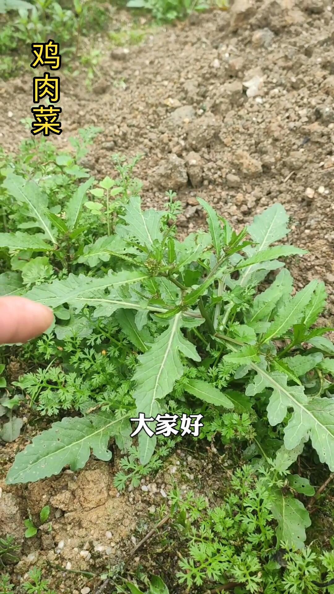 野菜煲汤中的极品鸡肉菜,配上小鲫鱼煲汤就是鲜。大家有喝过吗