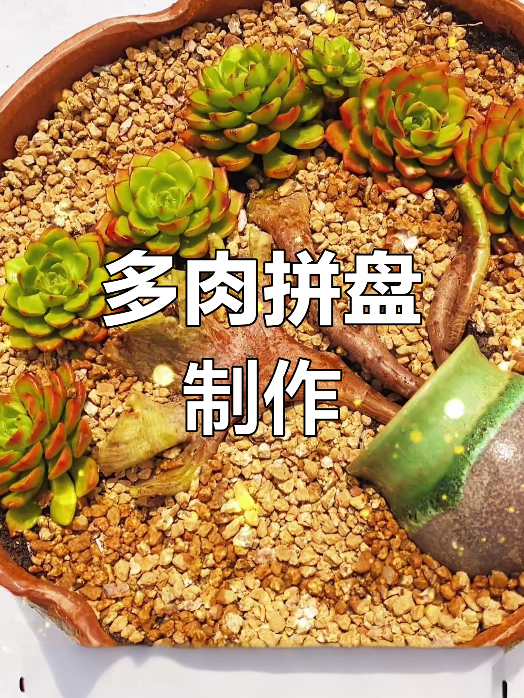 简单多肉拼盘教程,轻松学会