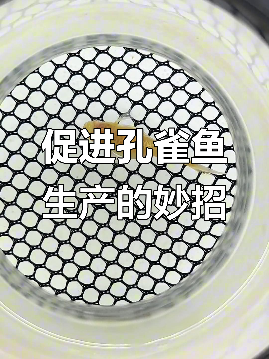 如何帮助孔雀鱼母鱼快速生产?升温与新水刺激技巧分享
