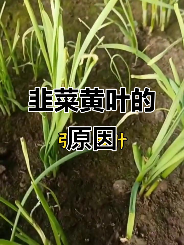 韭菜干尖黄叶的四大原因，如何避免？