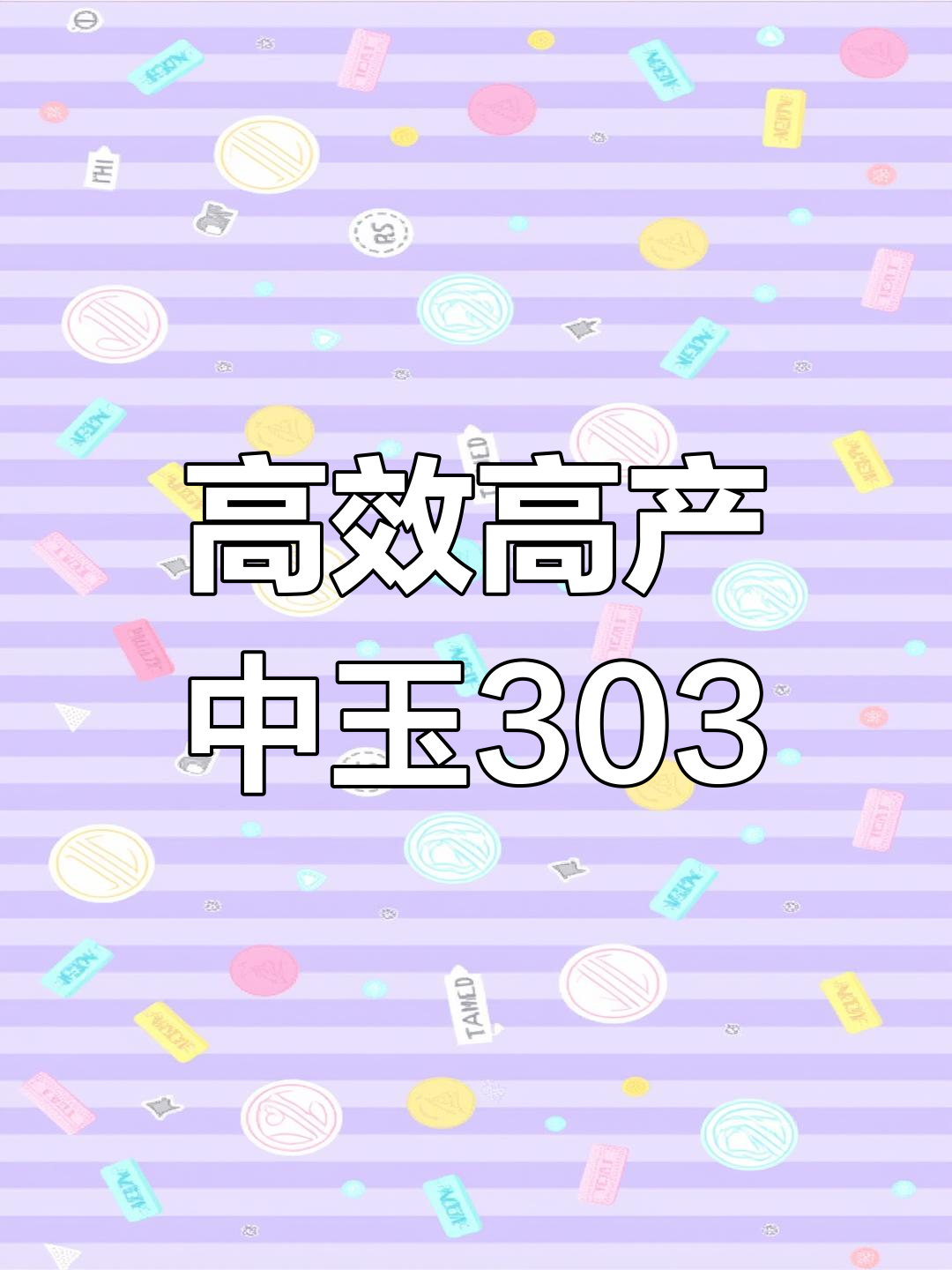 中玉303:中国科学院的玉米新品种