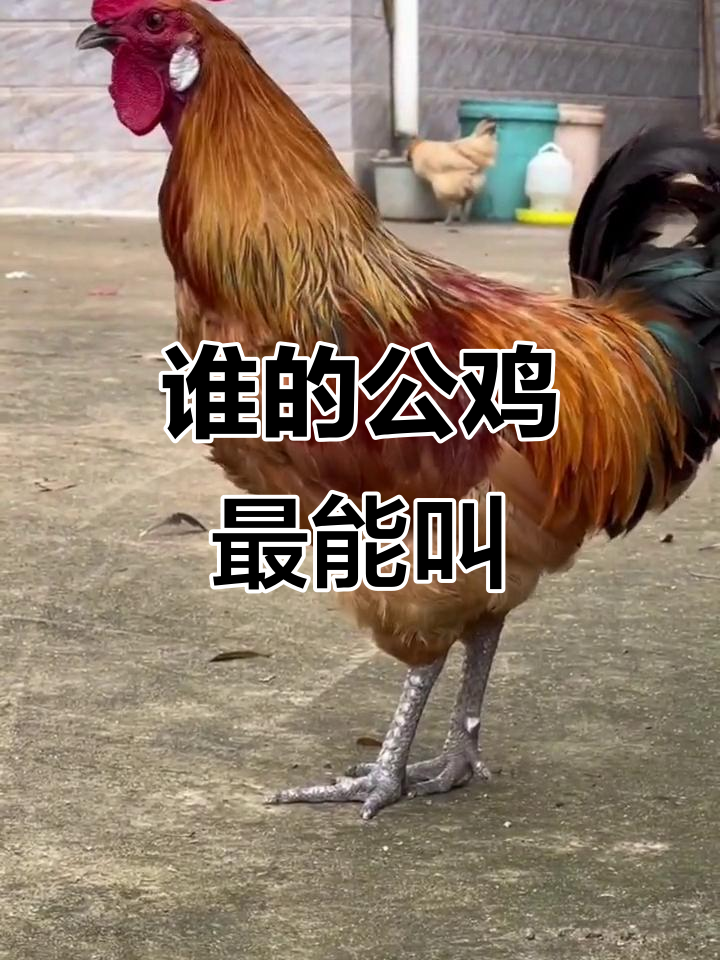 公鸡打鸣大比拼,谁家的声音最响亮?