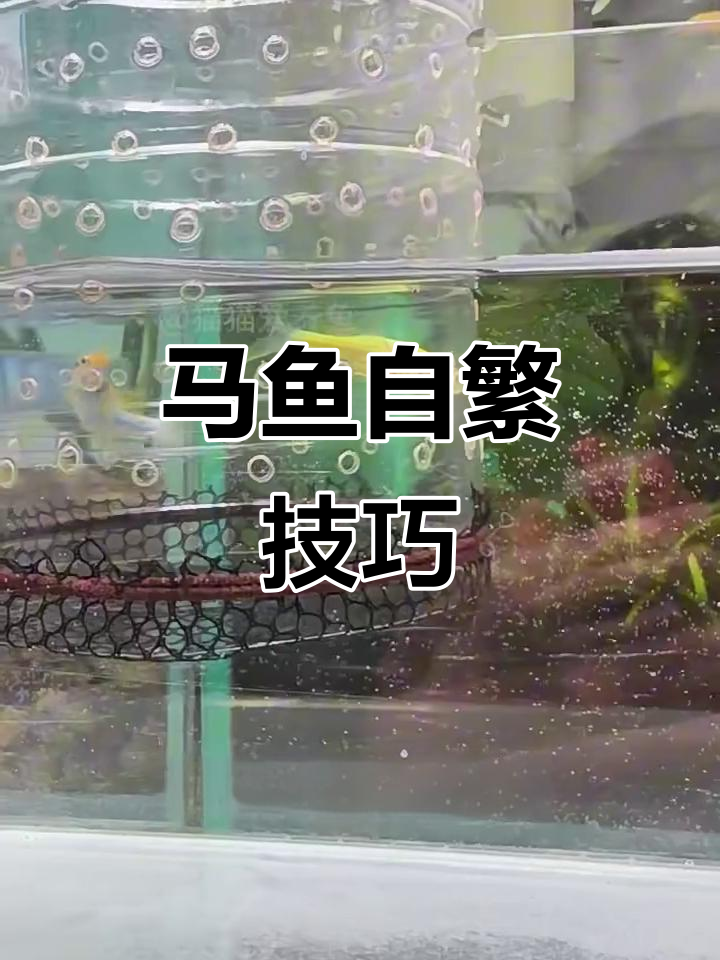 用矿泉水瓶做隔离盒，轻松繁殖马鱼