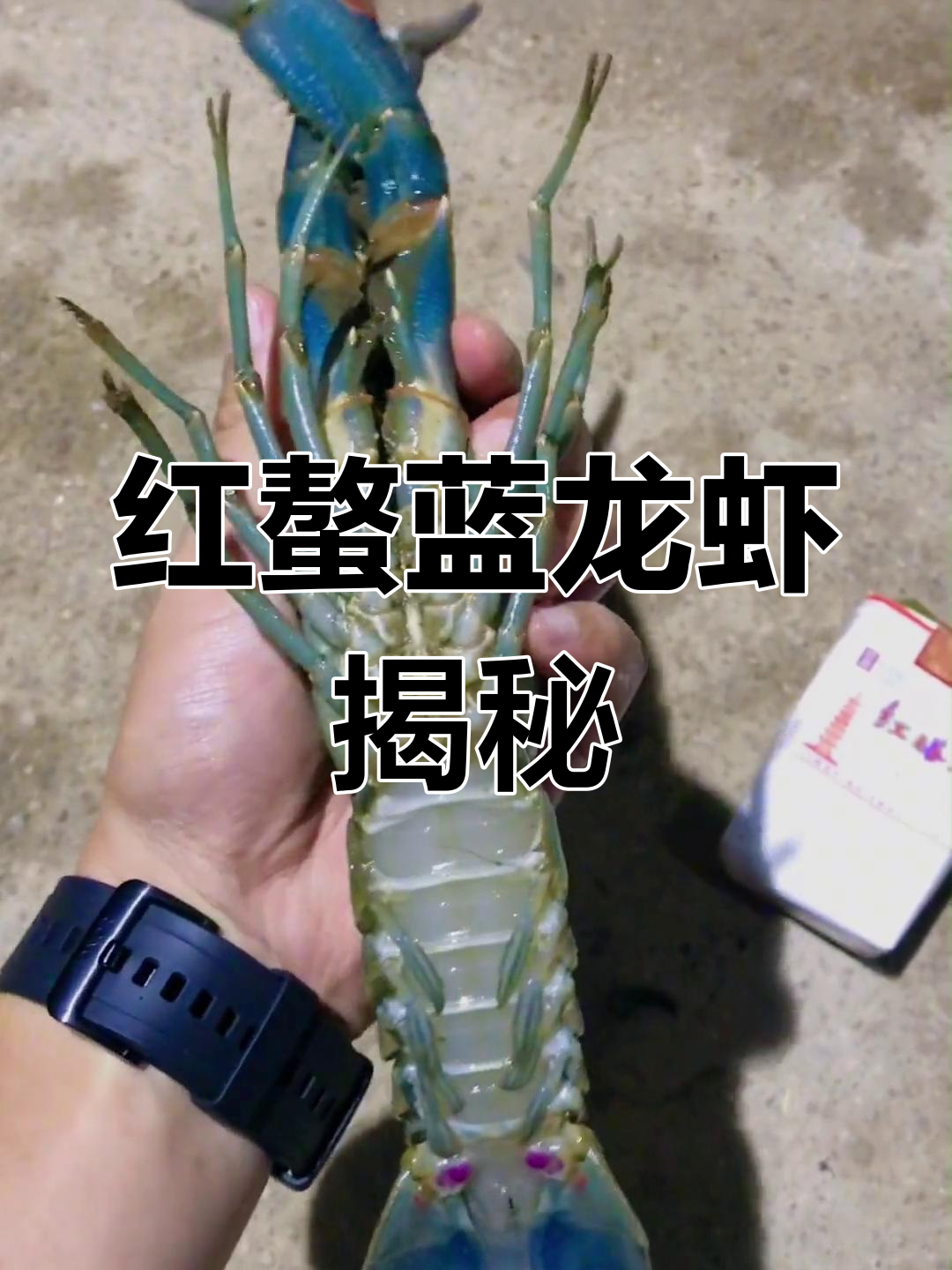 澳洲蓝龙虾与红螯虾的美丽邂逅,带你了解它们的独特魅力
