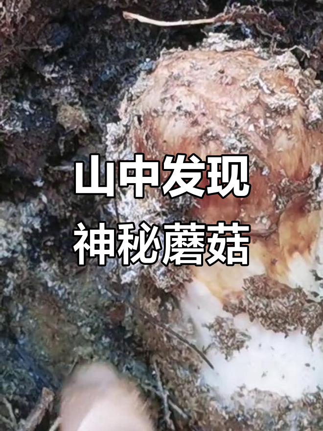 山上采蘑菇,意外发现“子弹头”山鸡中